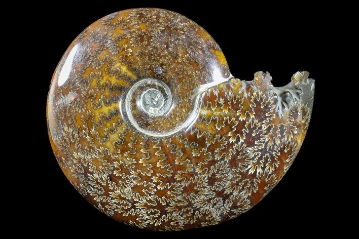 Polished Ammonite (Cleoniceras) Fossil - Madagascar #166307